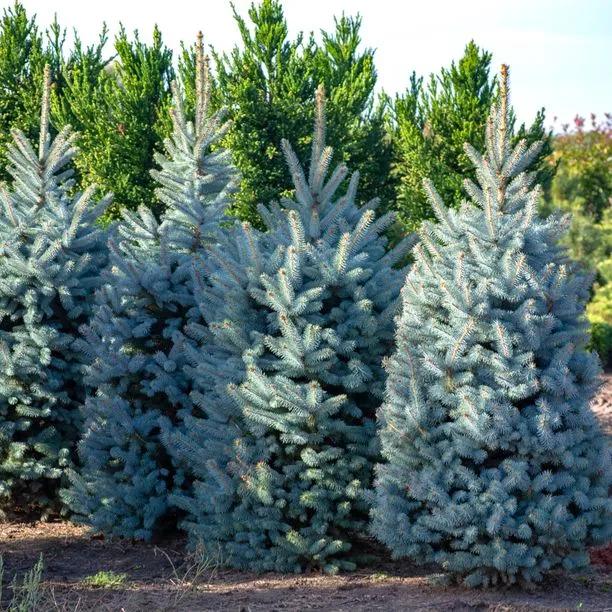 Spruce Blue (Picea pungens 'glauca') 1